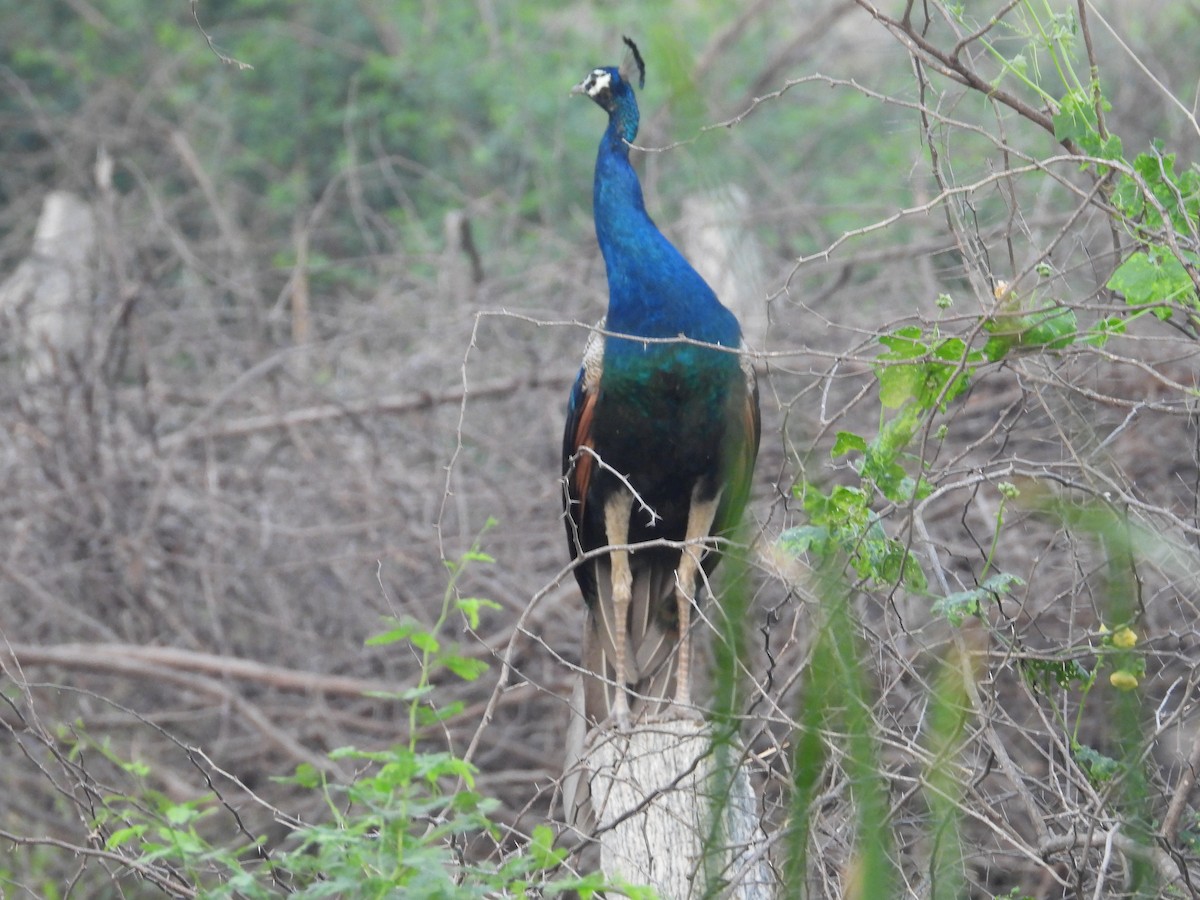 Indian Peafowl - ML646676814