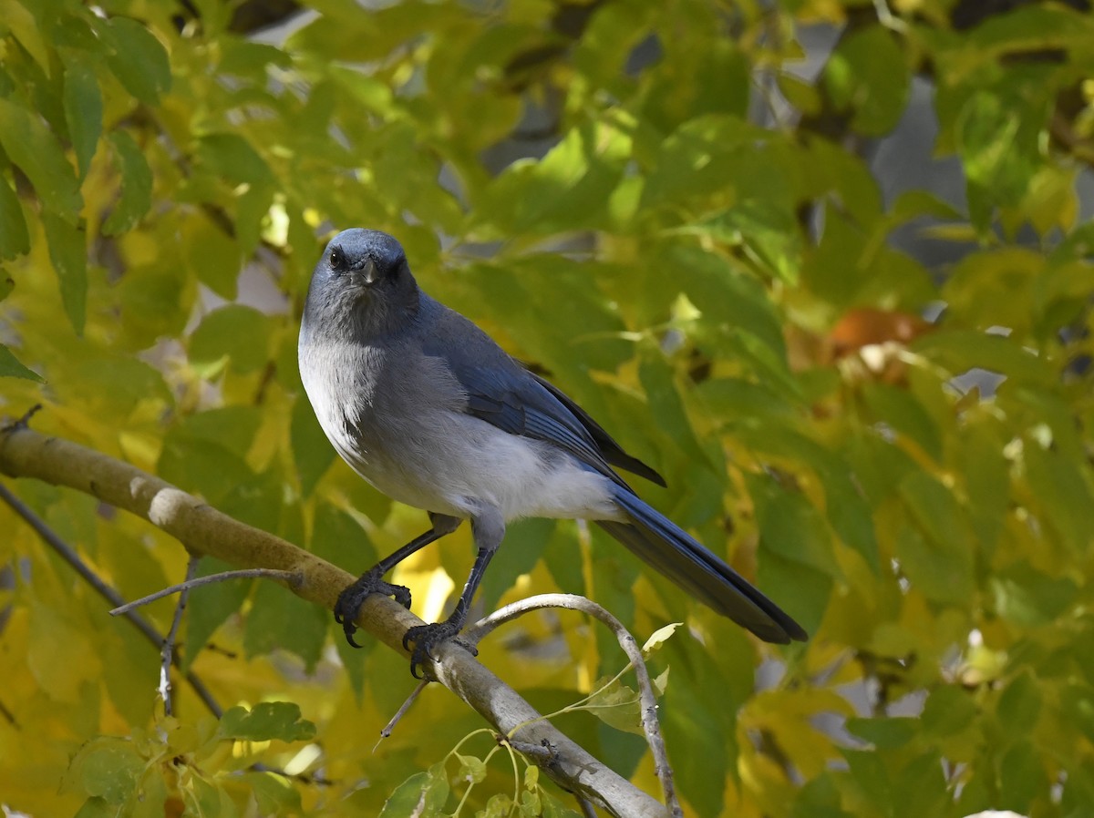 Mexican Jay (Arizona) - ML646676815