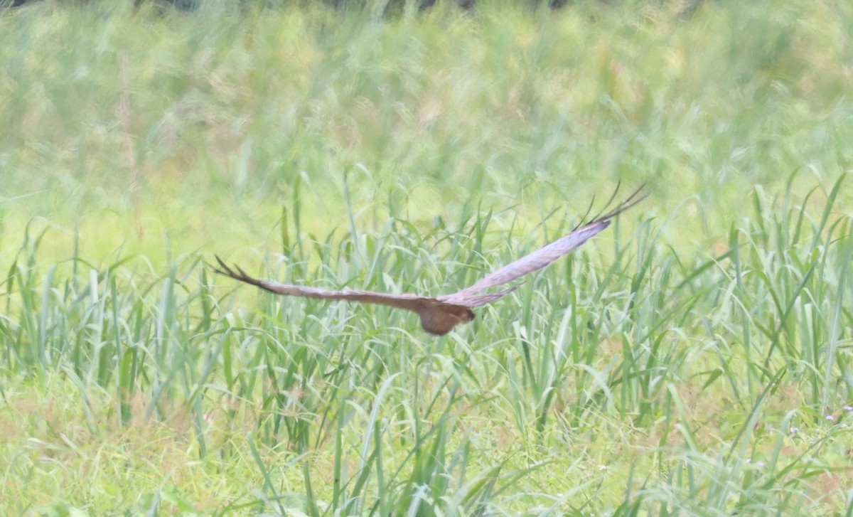 Spotted Harrier - ML646676816