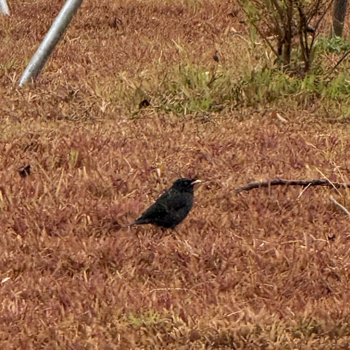 Crested Myna - ML646676819
