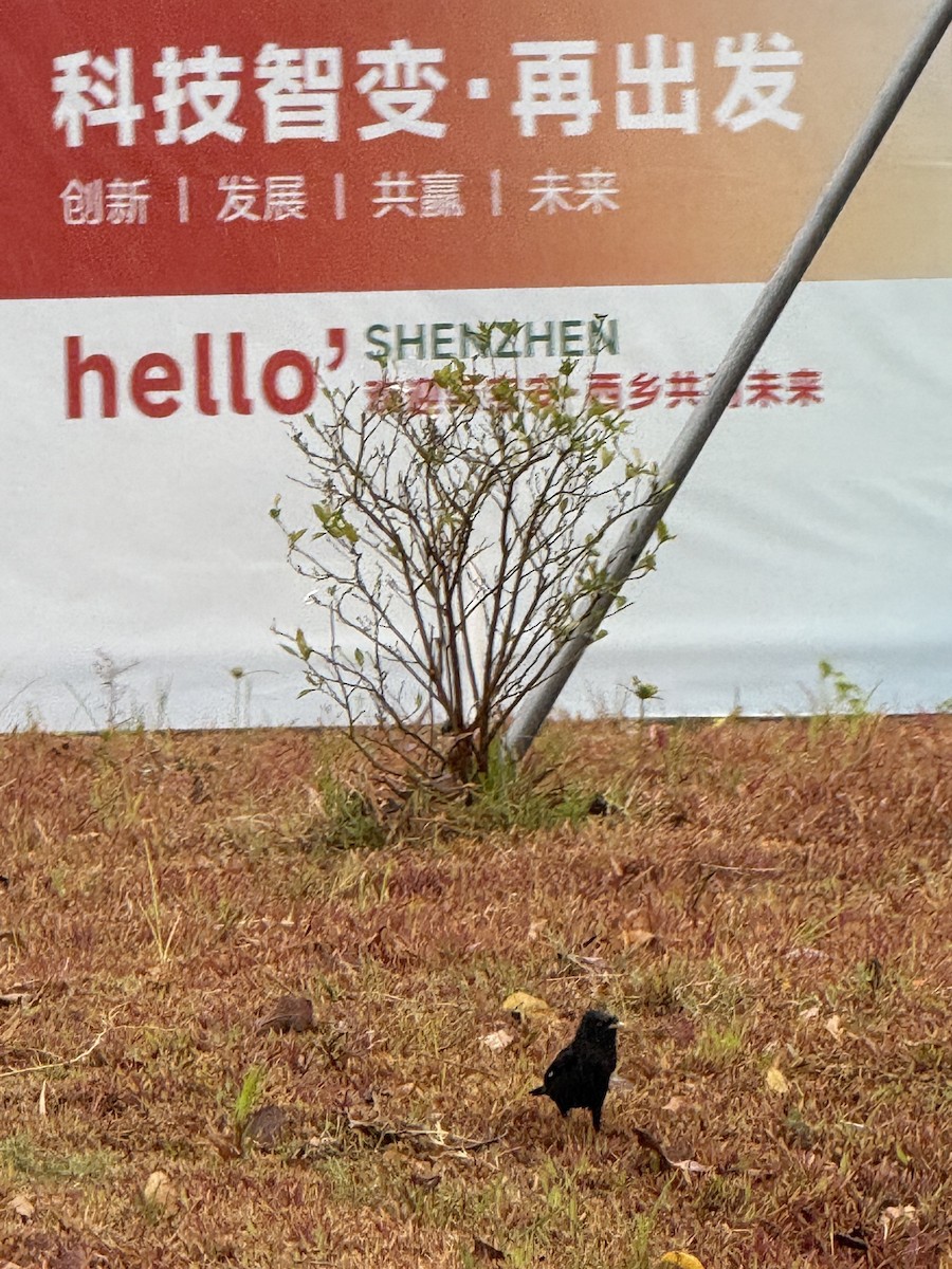 Crested Myna - ML646676820