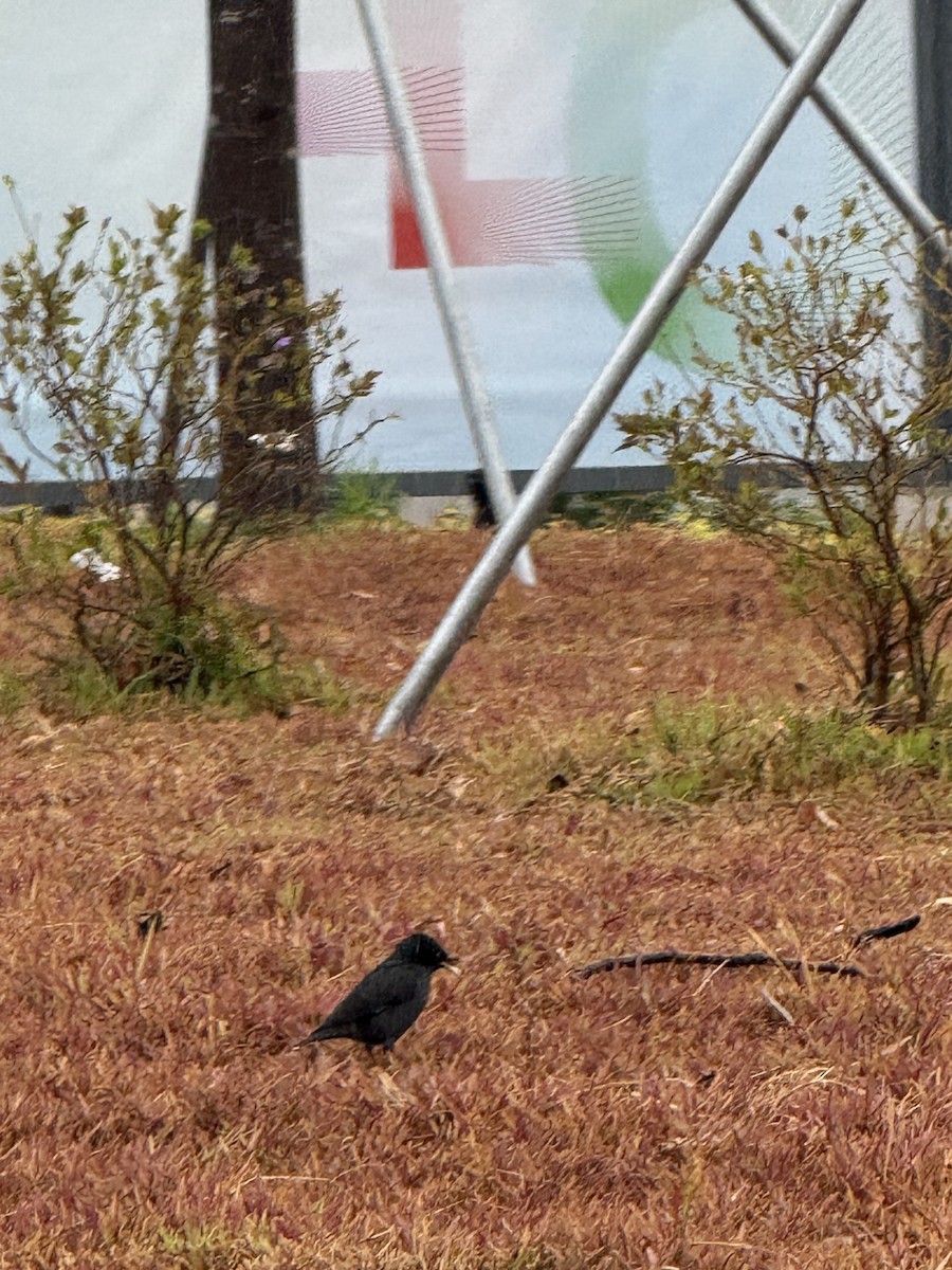 Crested Myna - ML646676821