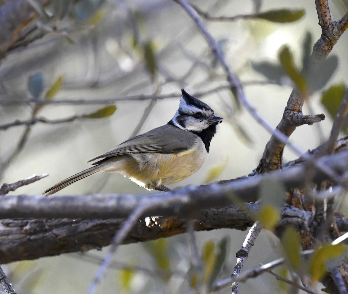 Bridled Titmouse - ML646676823
