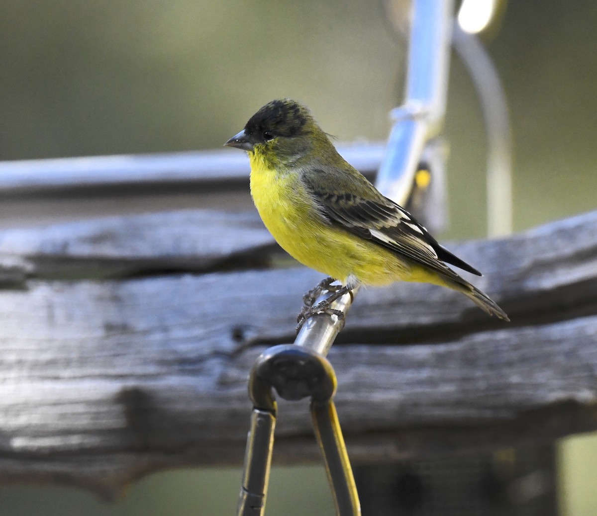 Lesser Goldfinch - ML646676827