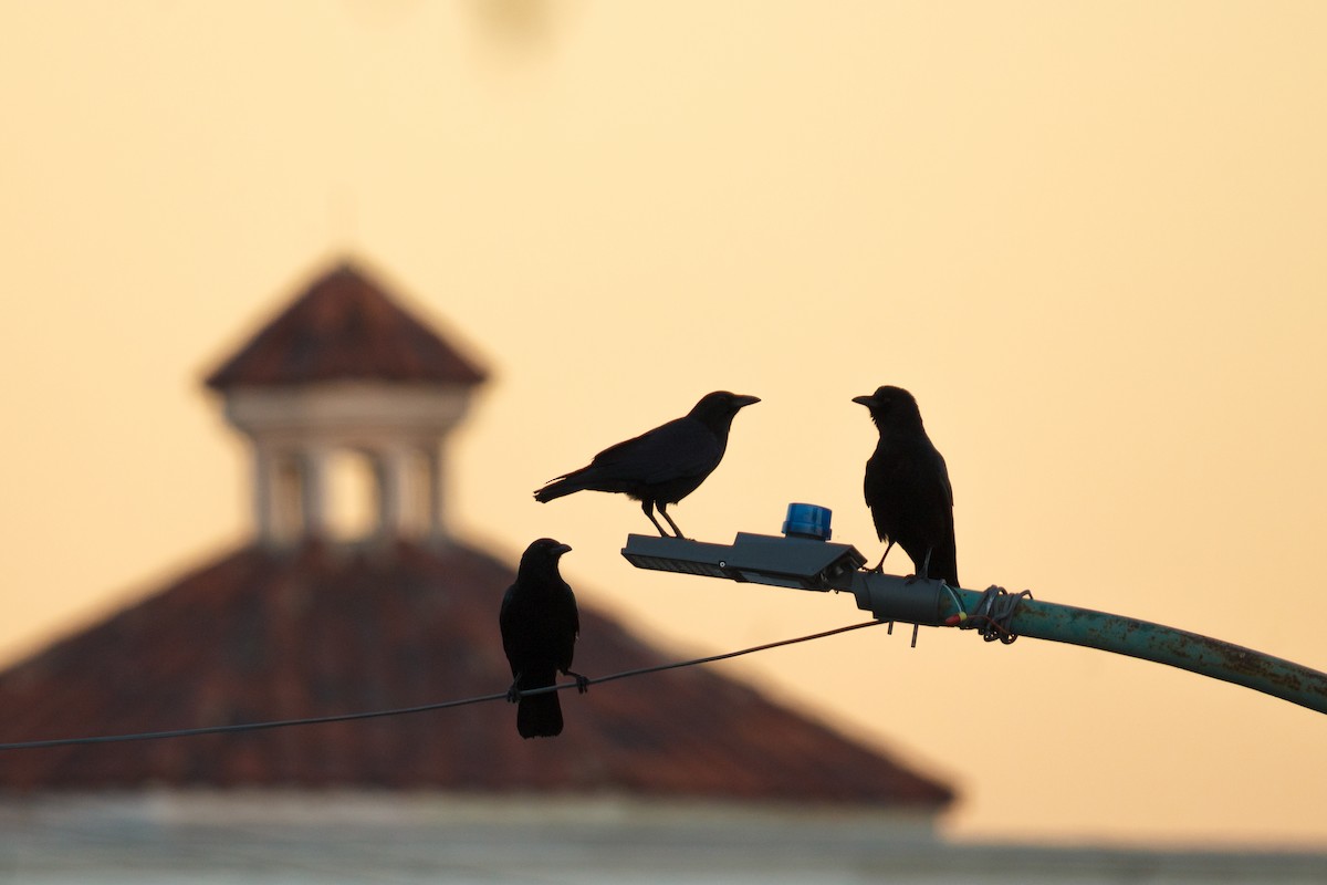 amerikakråke - ML646676829