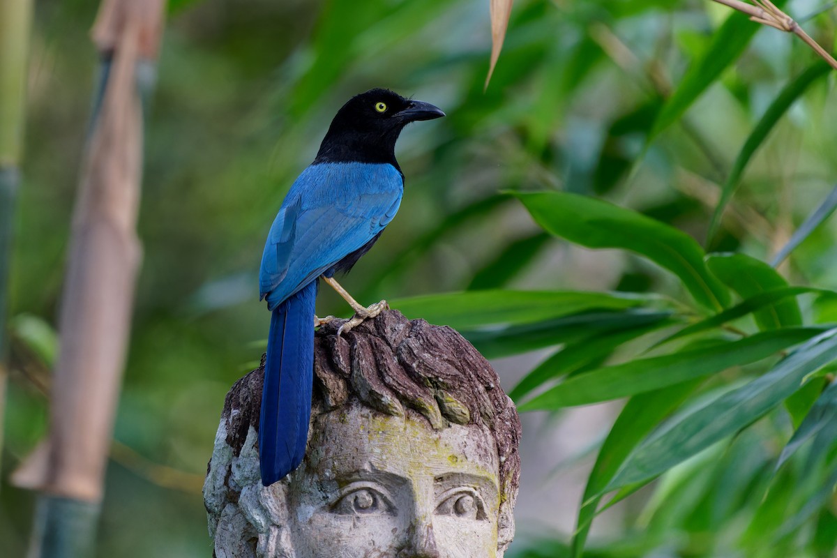 Chara de San Blas - ML646676831