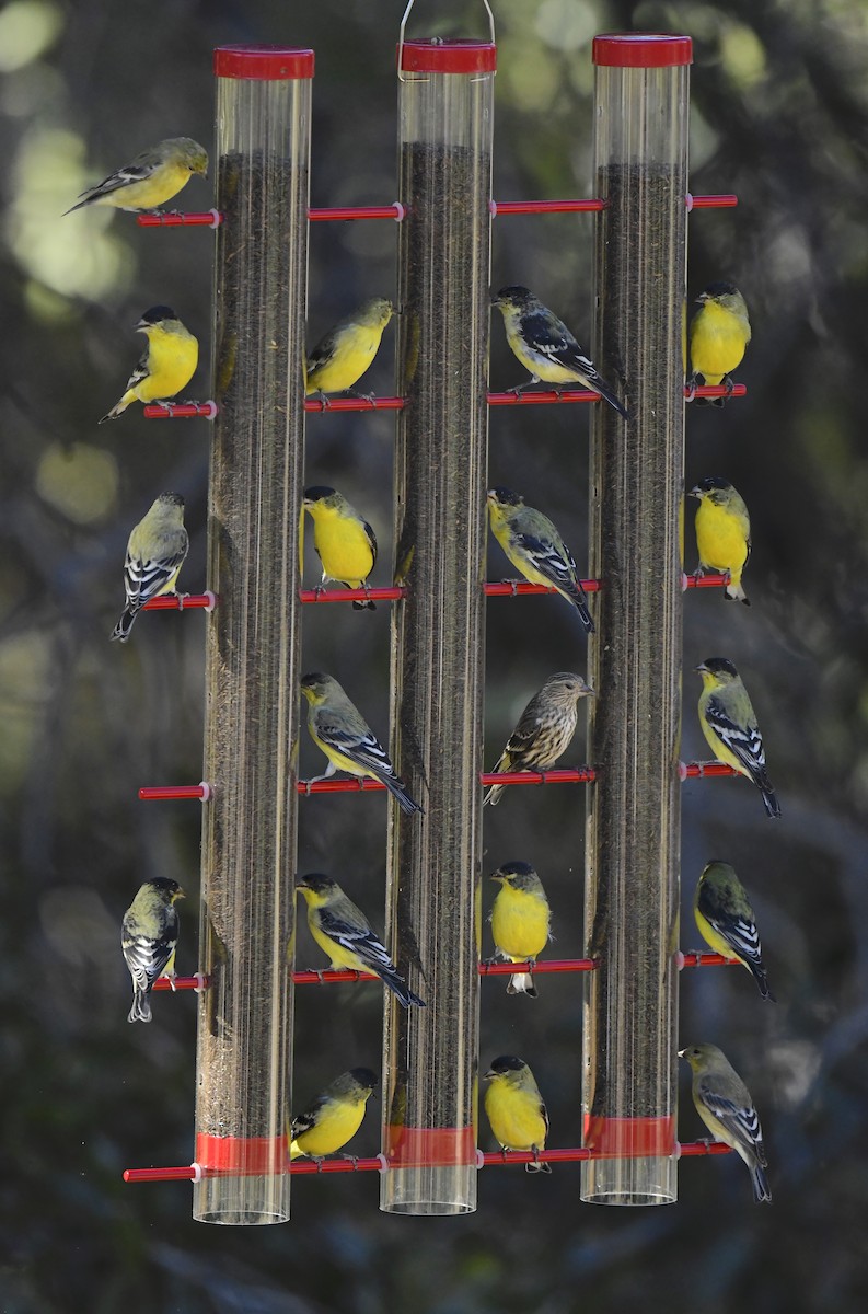 Lesser Goldfinch - ML646676832