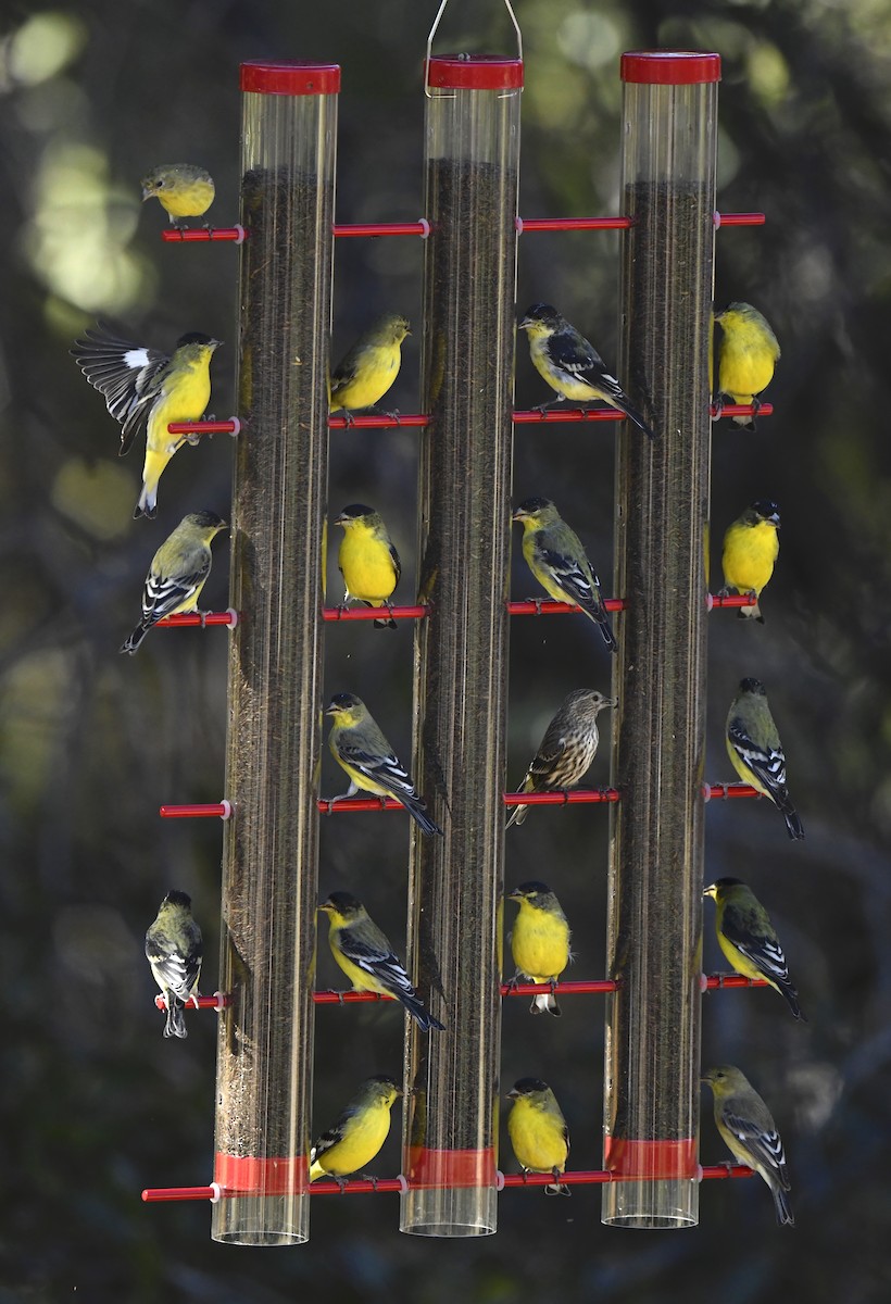 Lesser Goldfinch - ML646676833