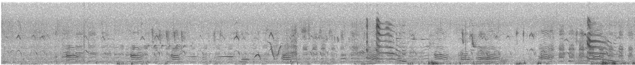 Australian Shelduck - ML646676841