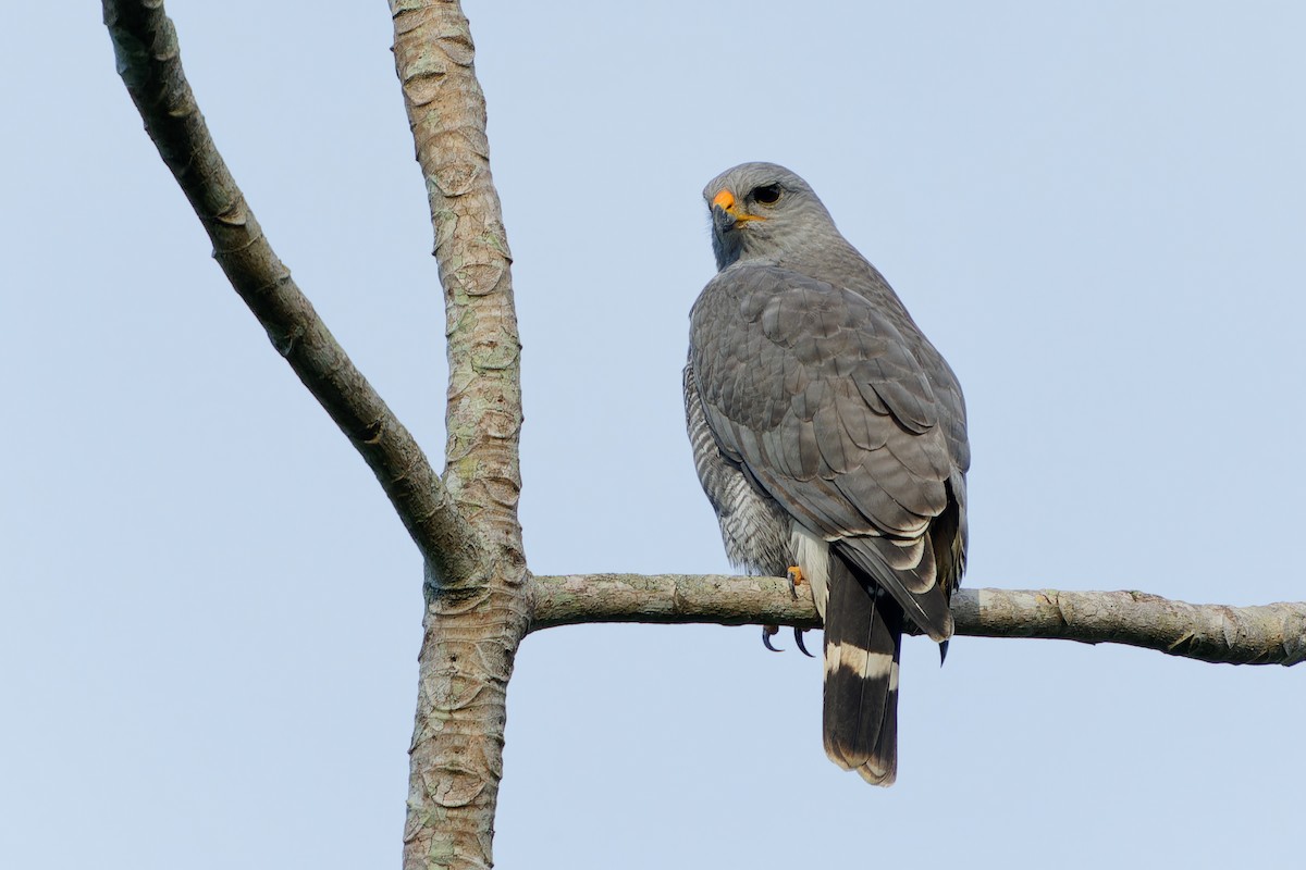 Busardo Gris Norteño - ML646676842