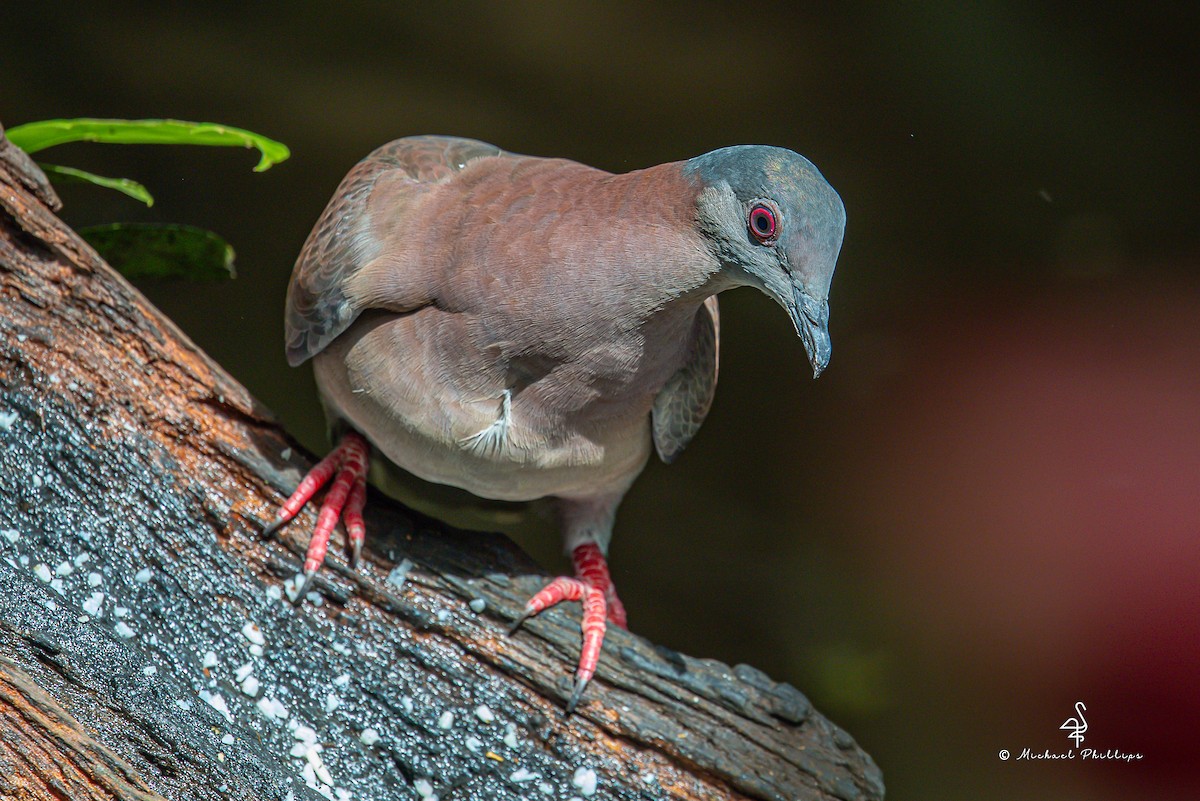 Pale-vented Pigeon - ML646676845
