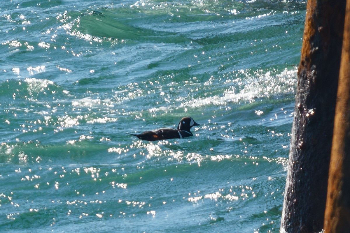 harlekinand - ML646676846