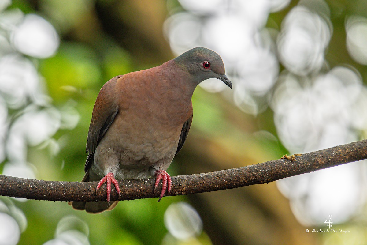 Pale-vented Pigeon - ML646676848