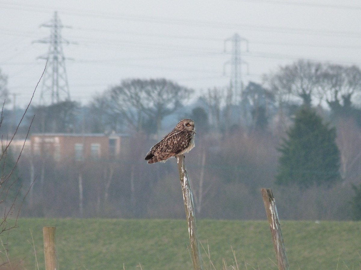 Short-eared Owl - ML646676849