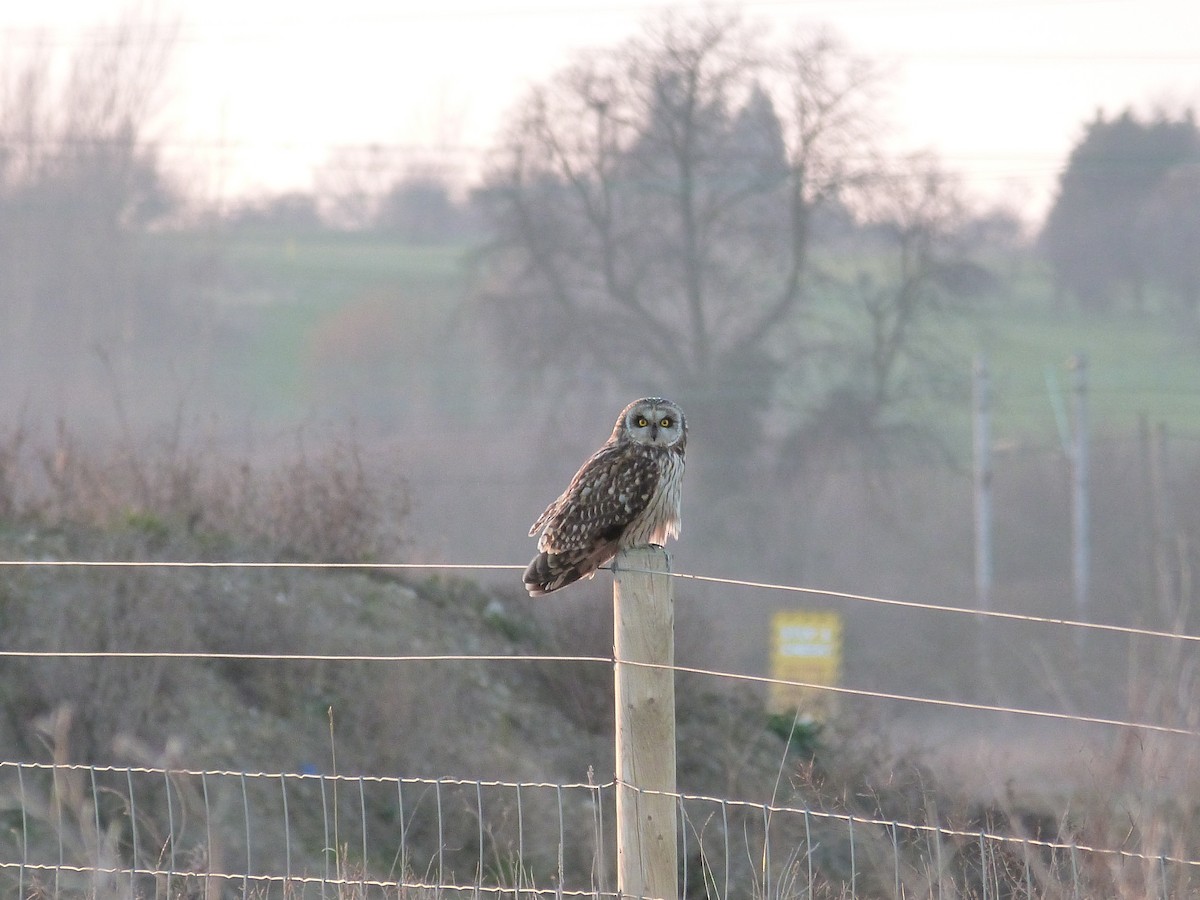 Short-eared Owl - ML646676850