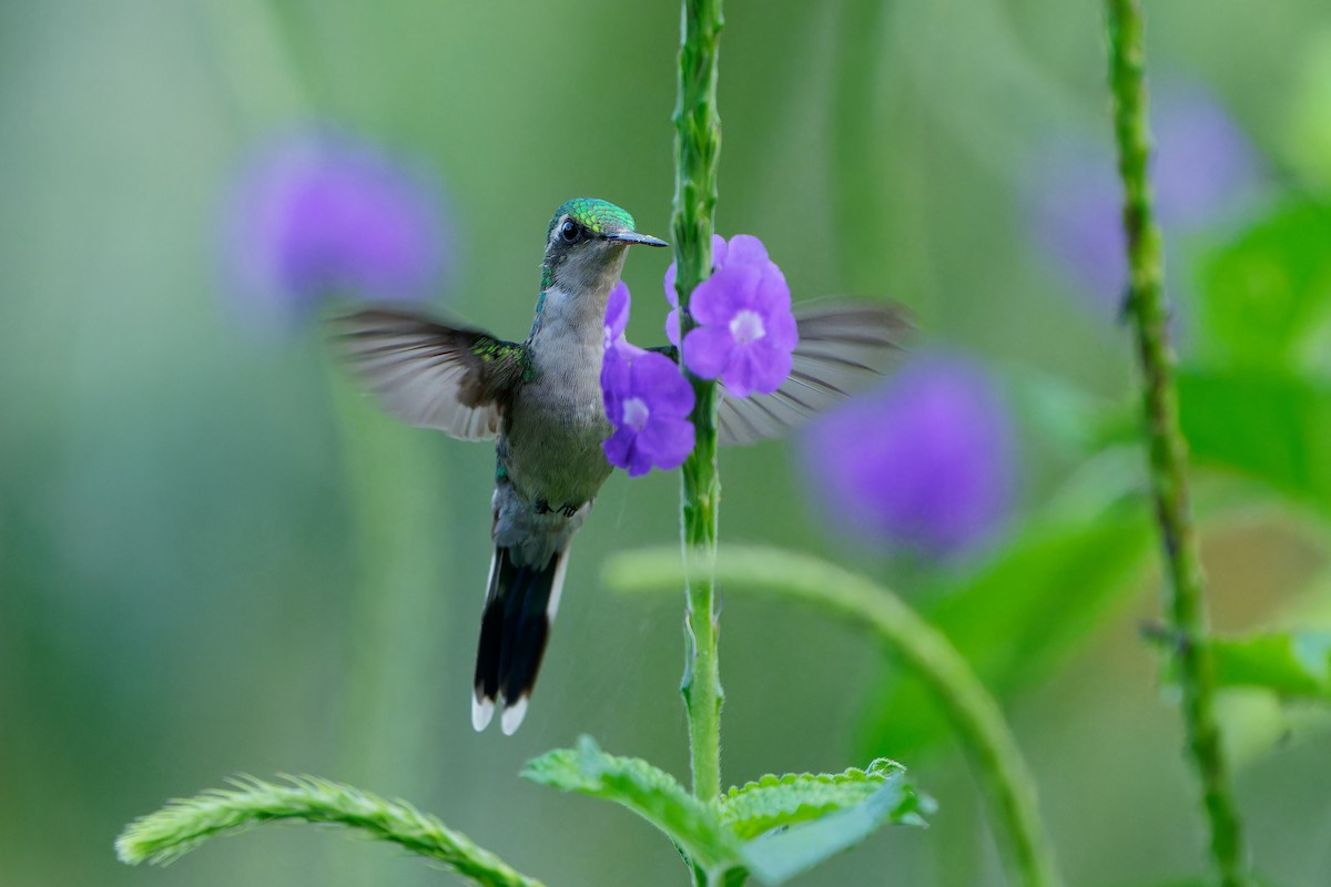 Esmeralda Mexicana - ML646676851