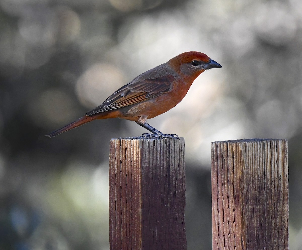 Hepatic Tanager - ML646676853