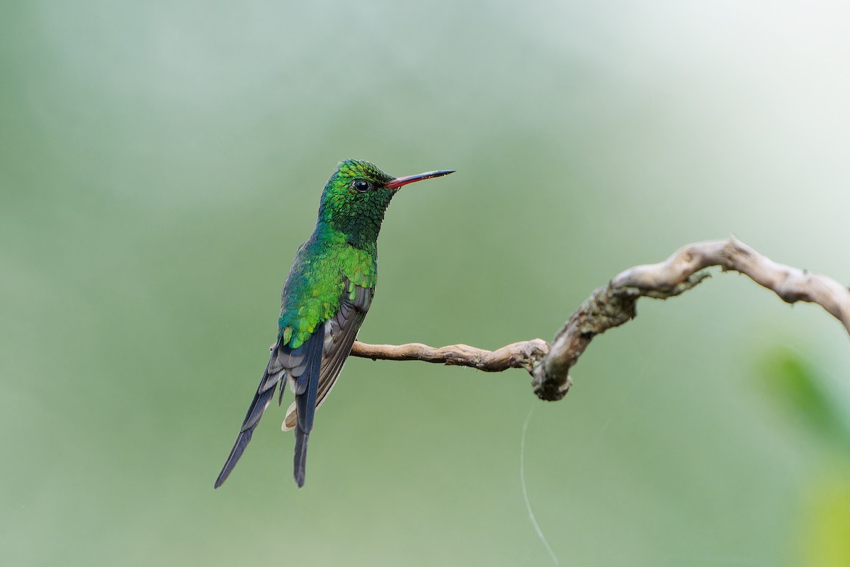 Esmeralda Mexicana - ML646676854