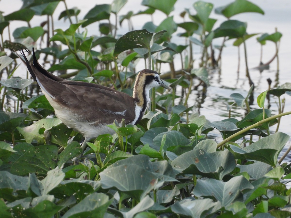 Pheasant-tailed Jacana - ML646676855