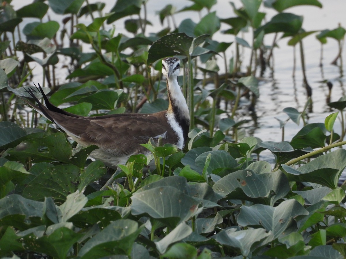 Pheasant-tailed Jacana - ML646676856
