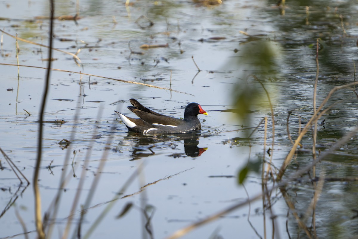 Uroilo arrunta - ML646676857