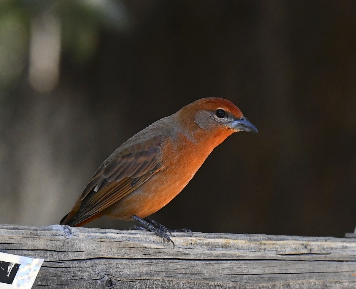 Hepatic Tanager - ML646676858