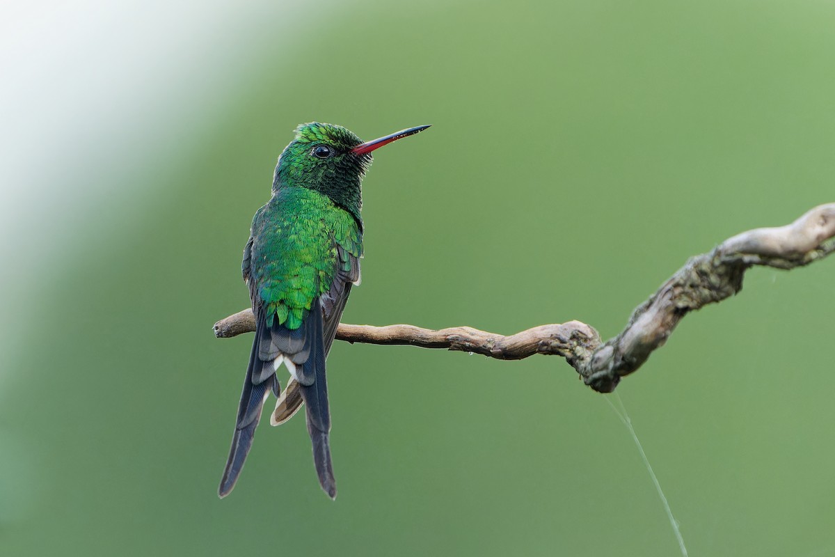 Esmeralda Mexicana - ML646676859