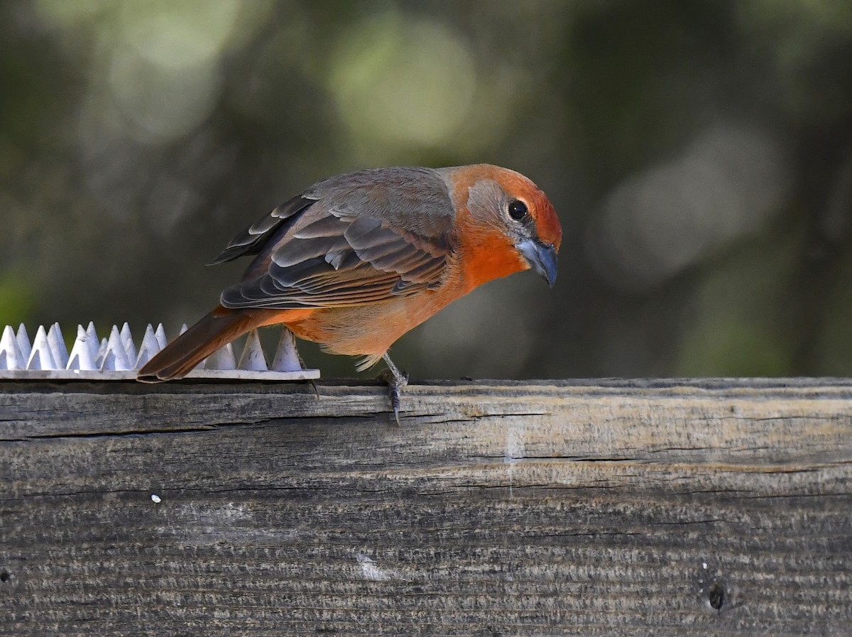Hepatic Tanager - ML646676861