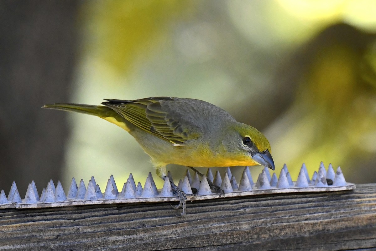 Hepatic Tanager - ML646676862