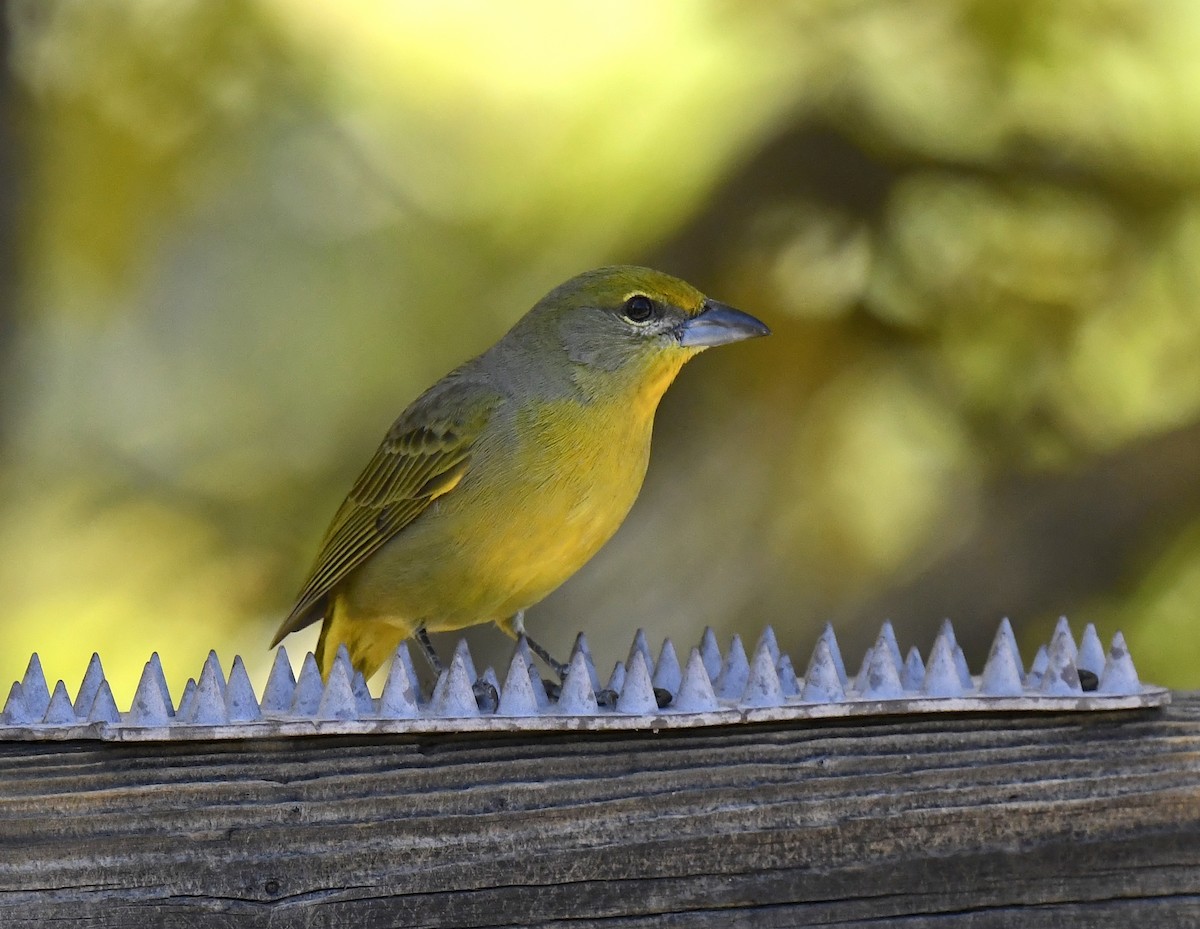 Hepatic Tanager - ML646676863