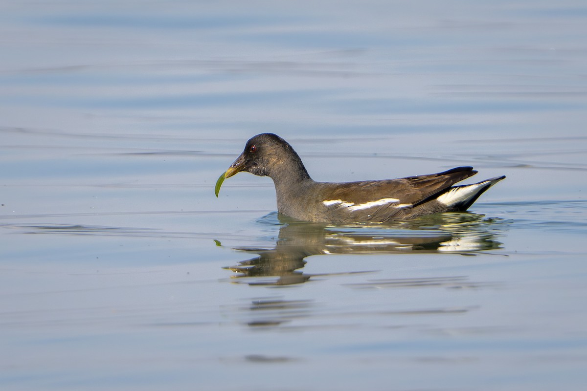 Uroilo arrunta - ML646676865