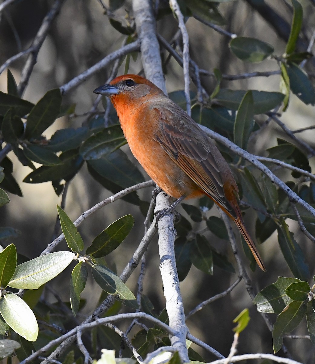 Hepatic Tanager - ML646676875