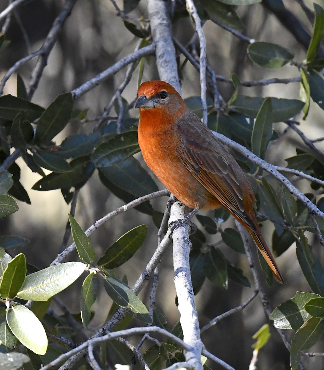 Hepatic Tanager - ML646676876
