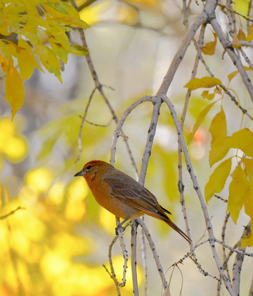 Hepatic Tanager - ML646676877