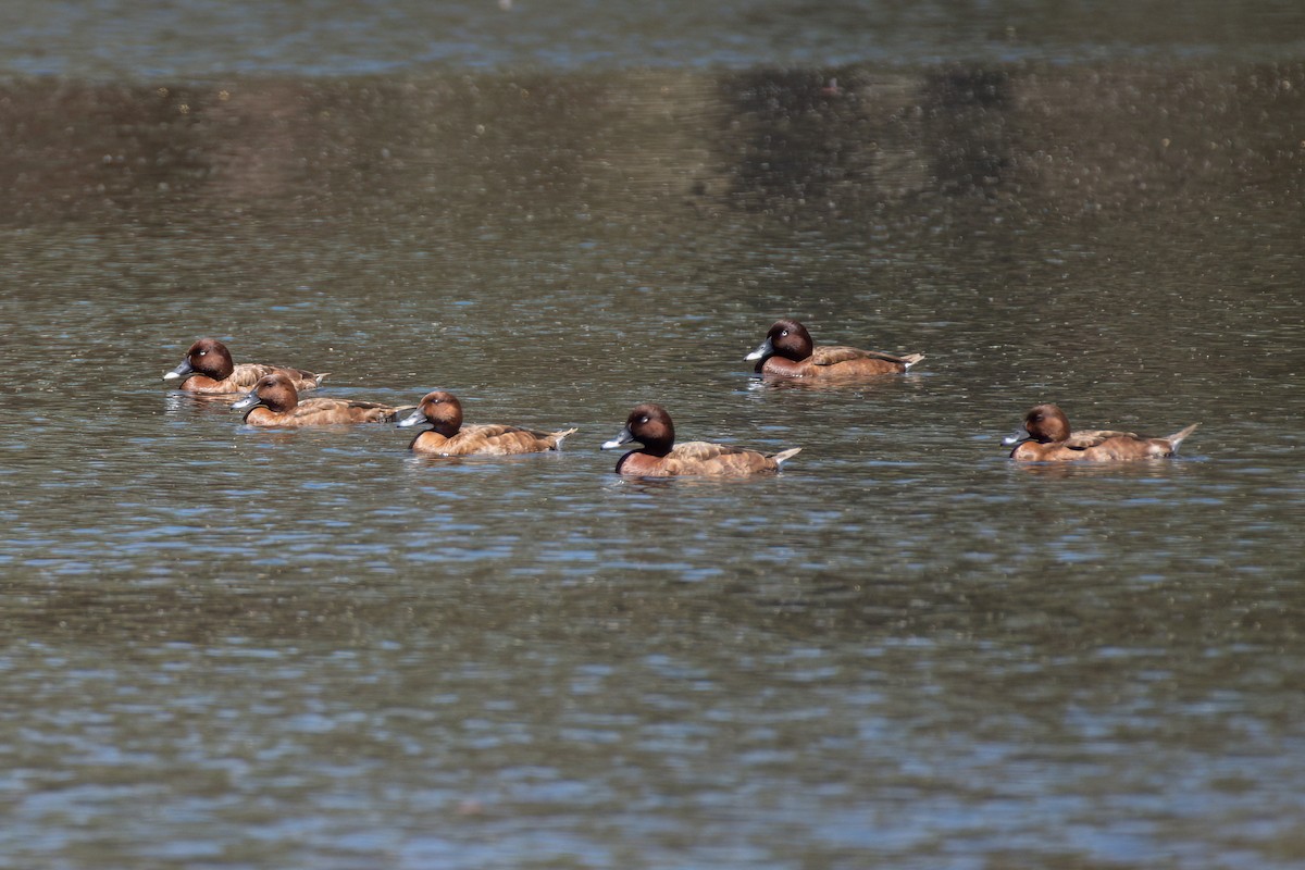 Hardhead - ML646676879