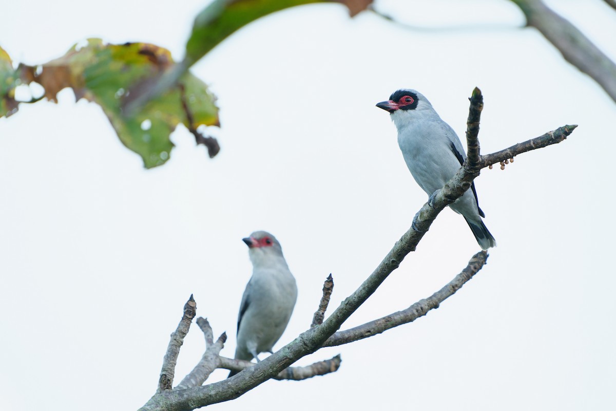 Titira Enmascarado - ML646676881