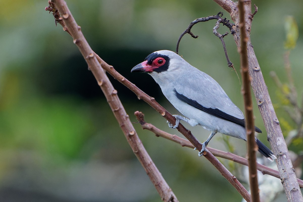 Titira Enmascarado - ML646676883