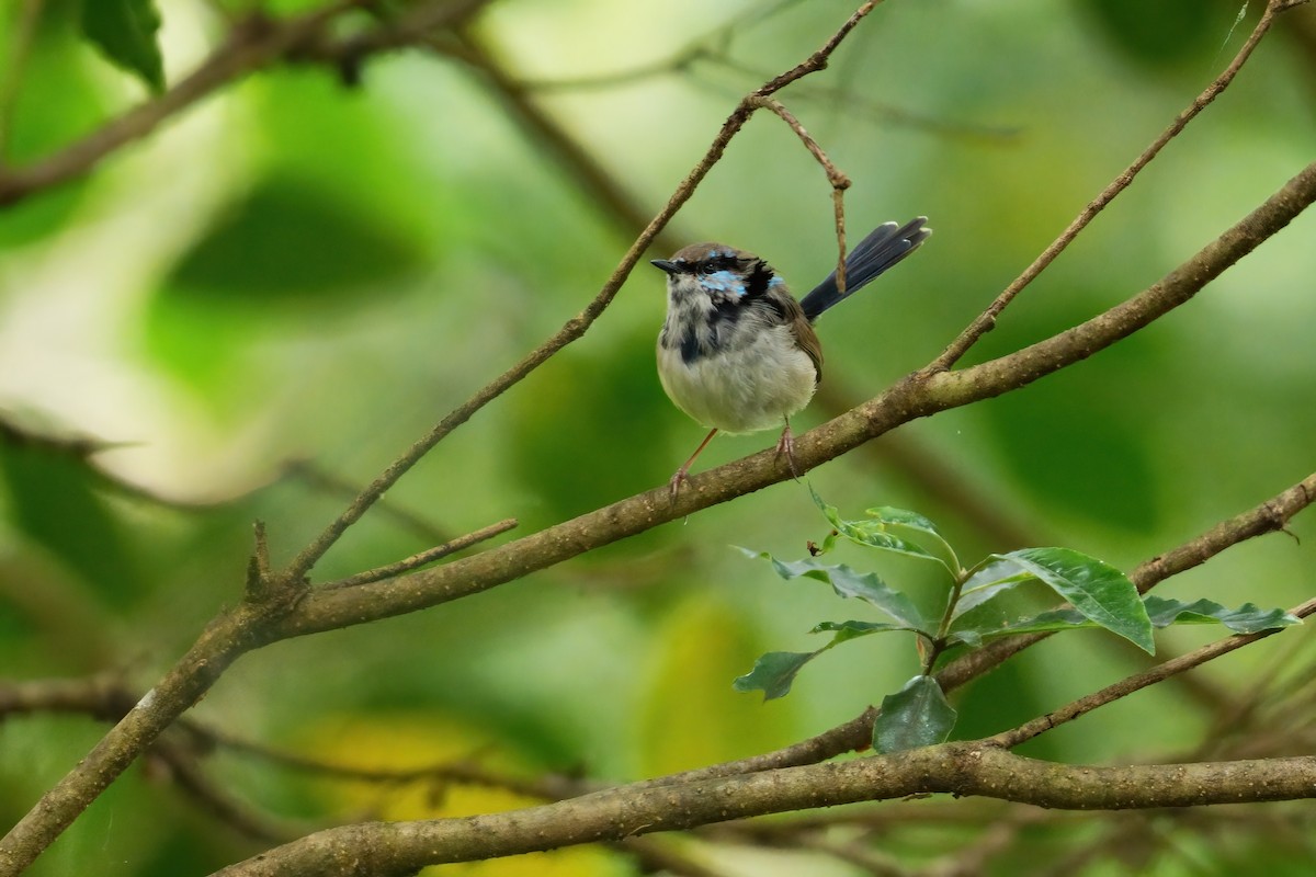 Maluro Soberbio - ML646676889