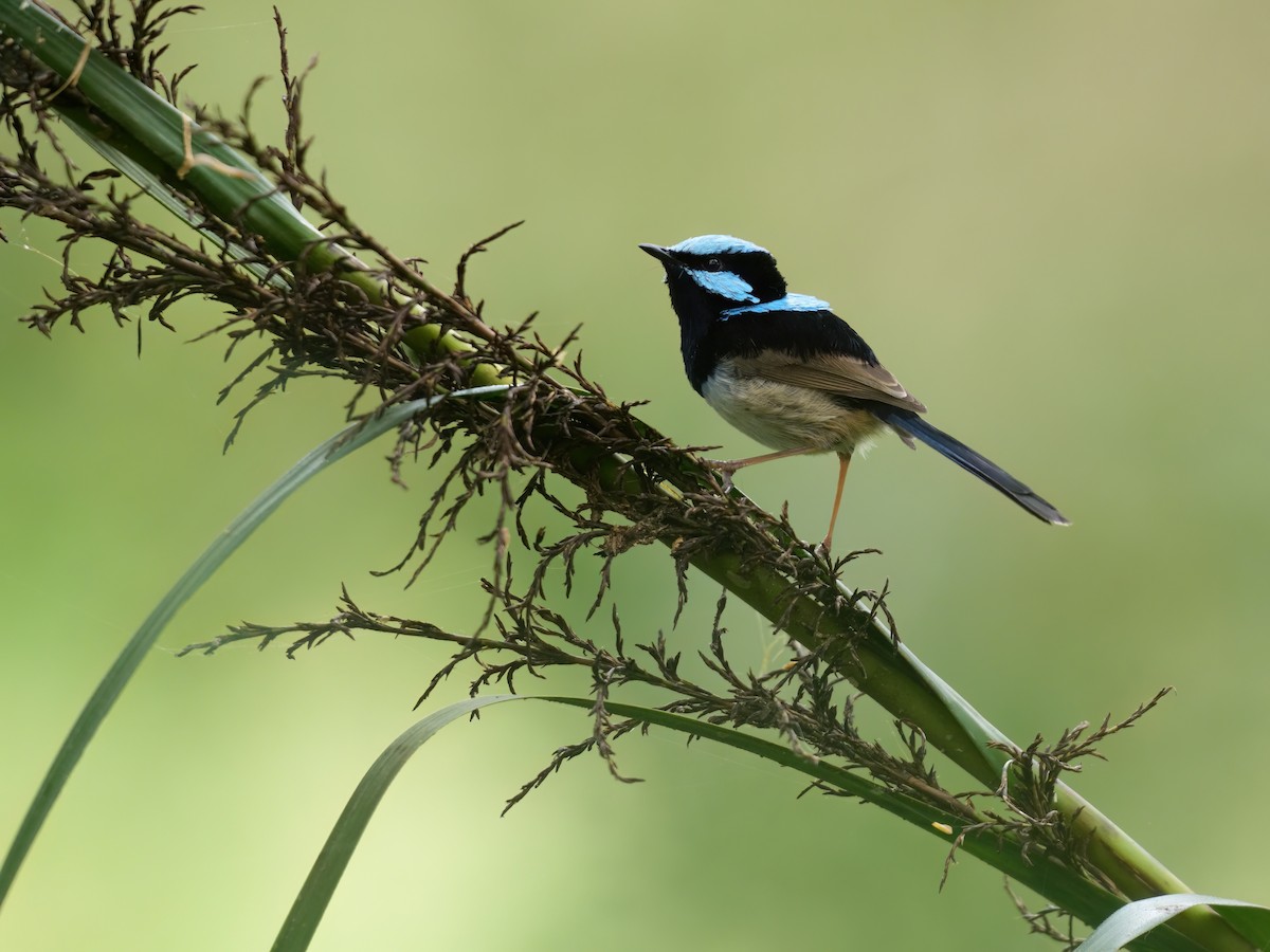 Maluro Soberbio - ML646676890