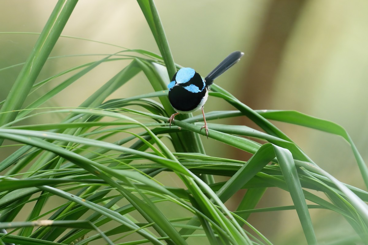 Maluro Soberbio - ML646676891