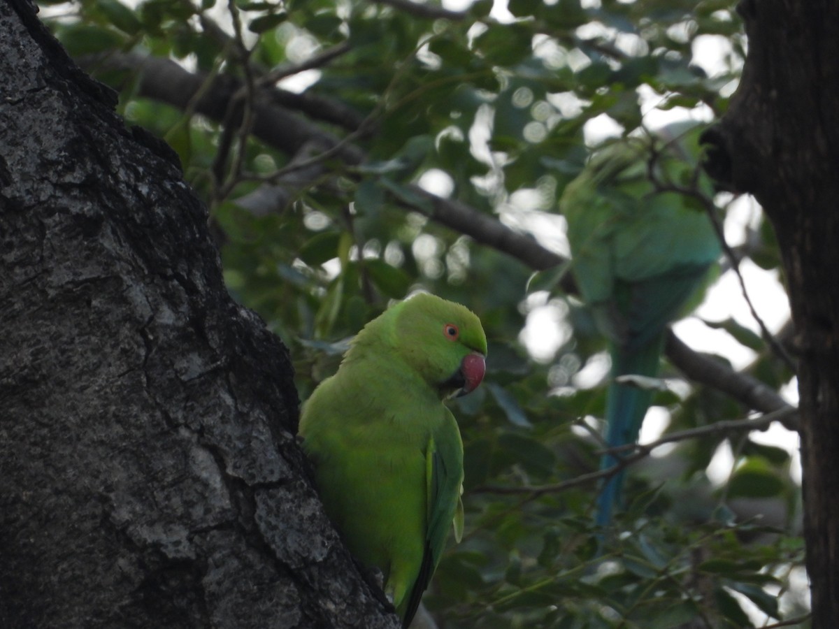 Rose-ringed Parakeet - ML646676893