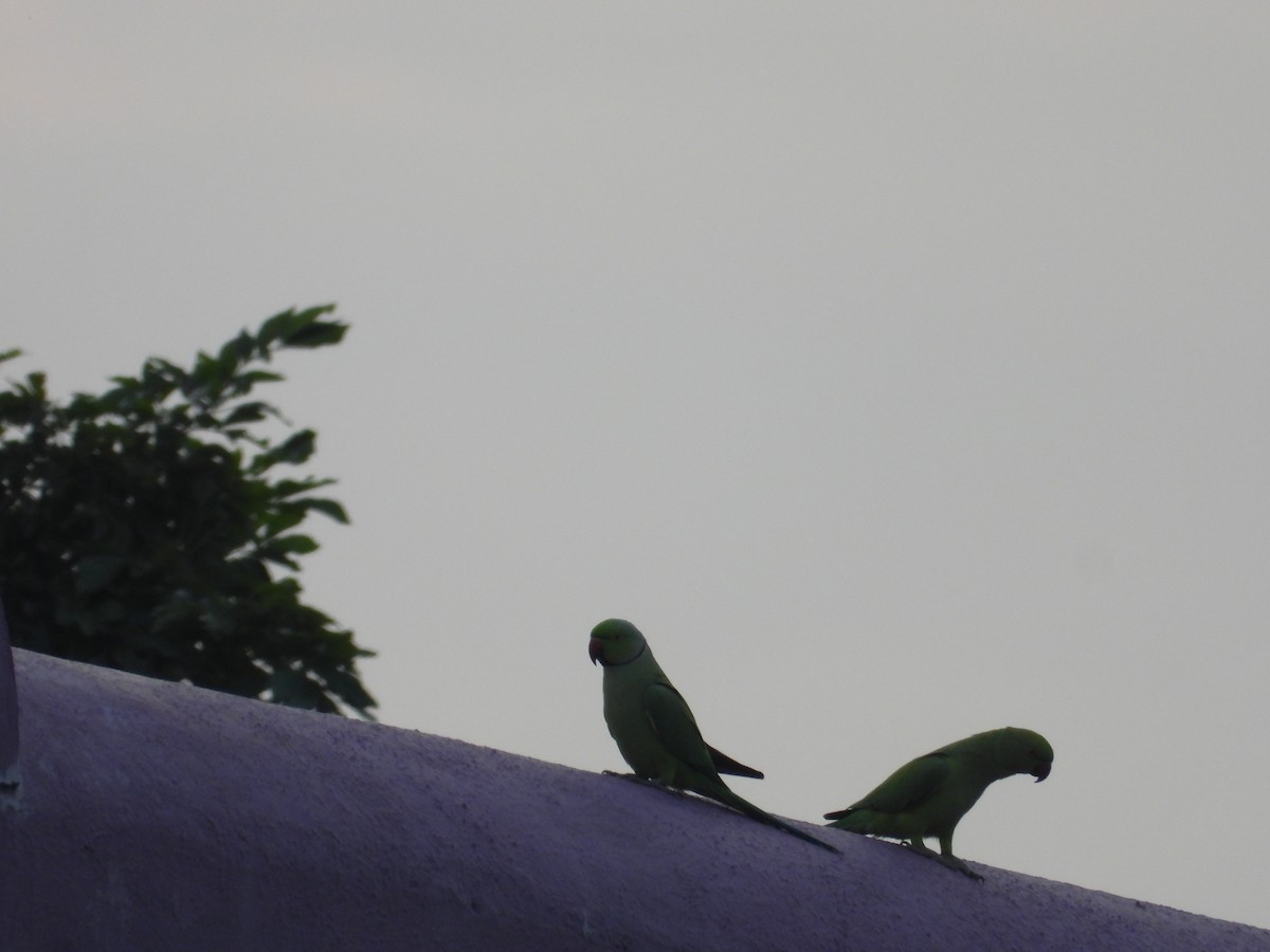 Rose-ringed Parakeet - ML646676894