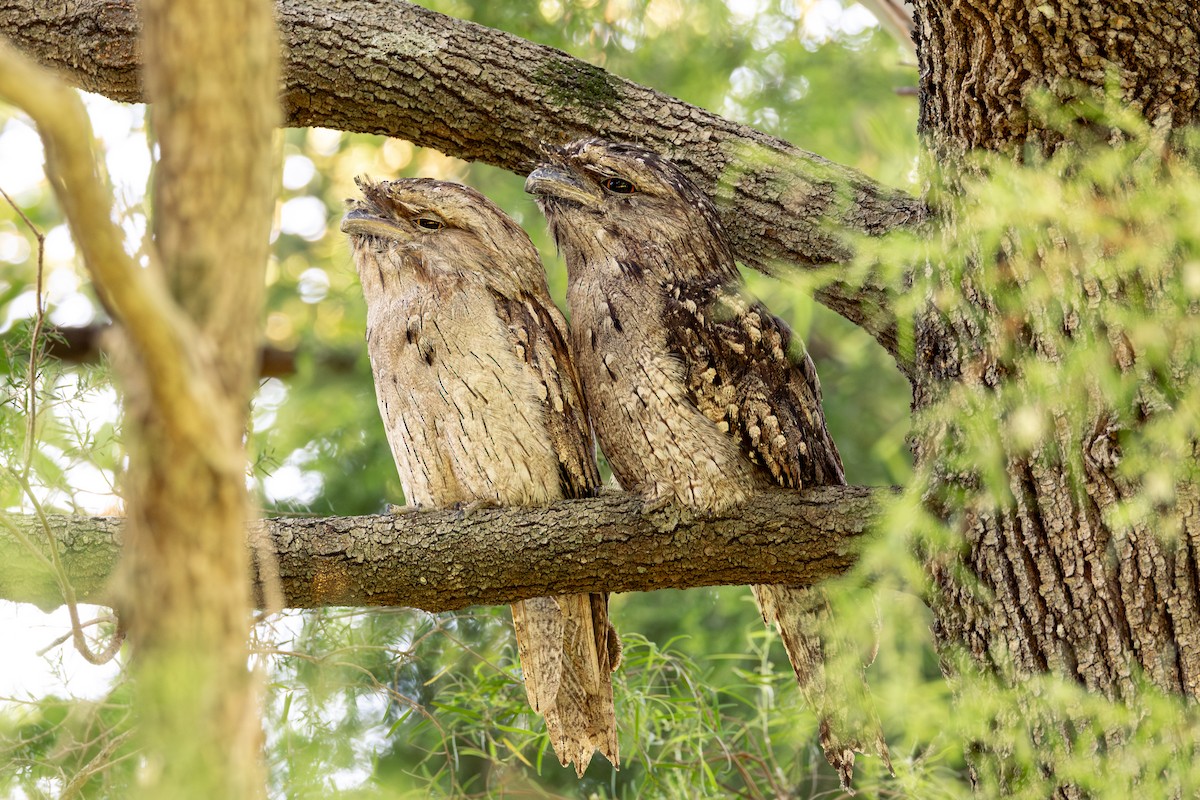 Podarge gris - ML646676897