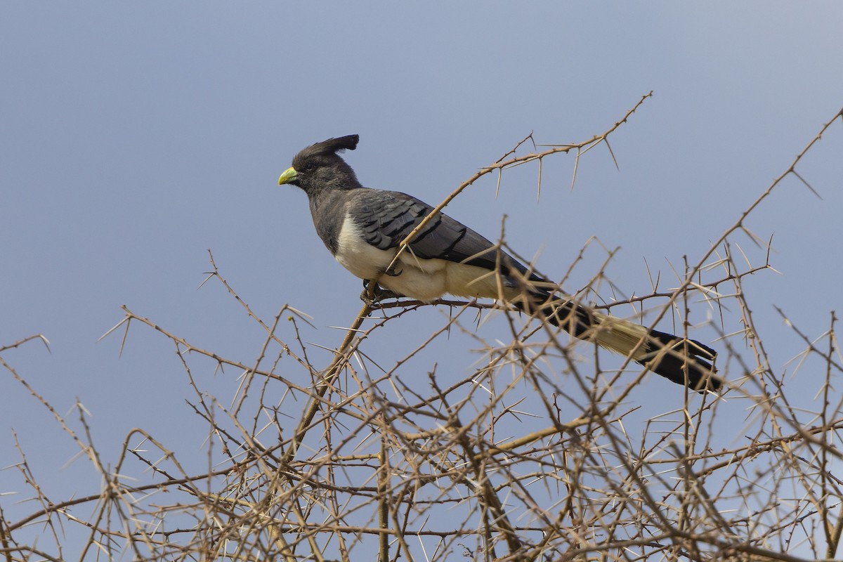 White-bellied Go-away-bird - ML646676898