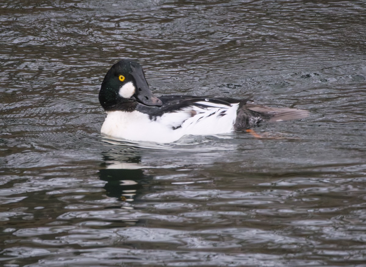 Common Goldeneye - ML646676904
