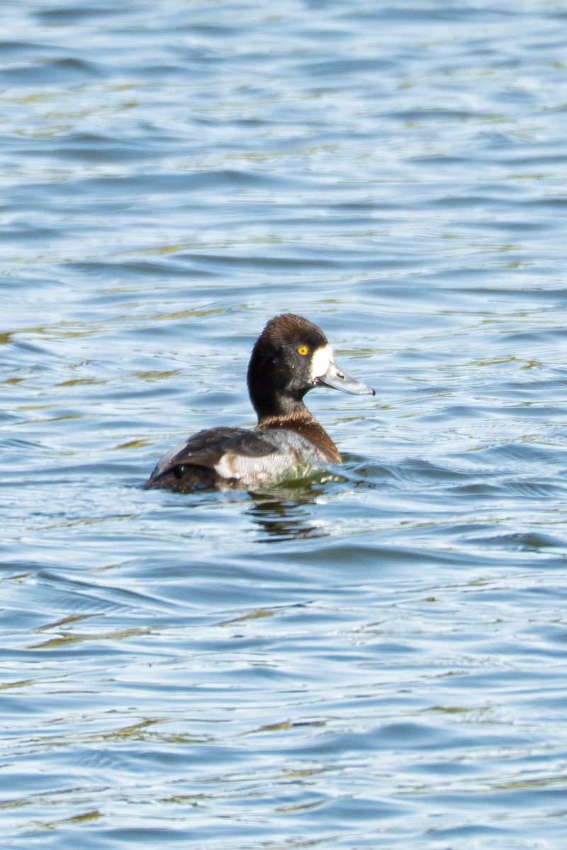 Lesser Scaup - ML646676907