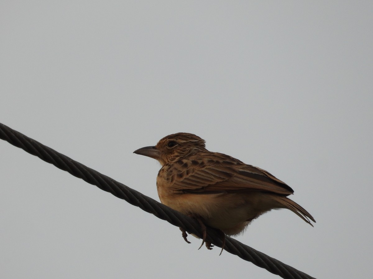 Jerdon's Bushlark - ML646676908