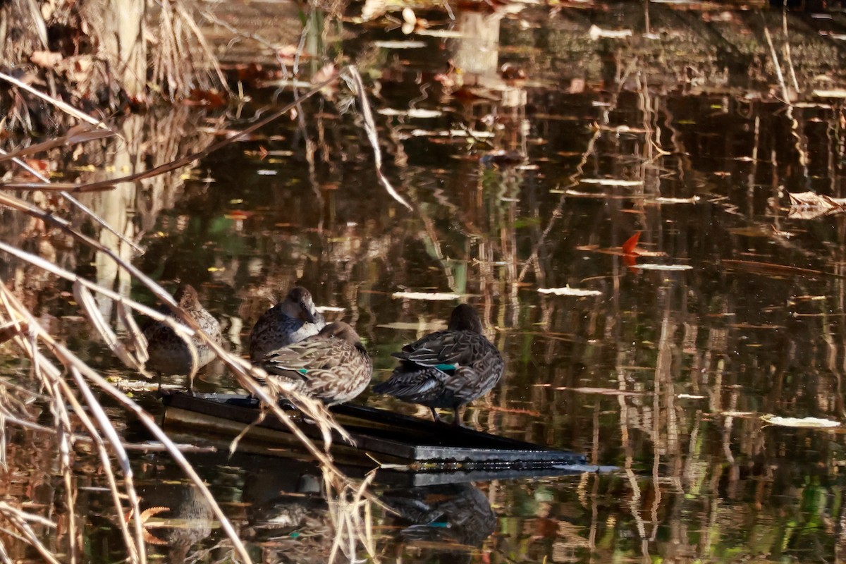 Green-winged Teal - ML646676909