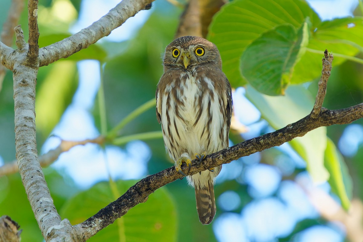 Mochuelo Caburé - ML646676910