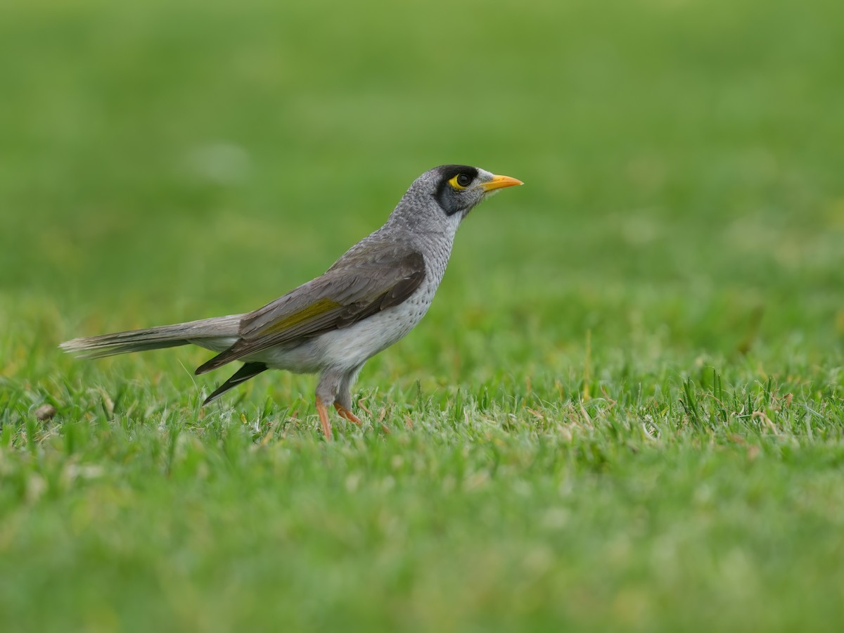 Mielero Chillón - ML646676912